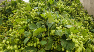 2024 hop garlands for sale! - Hogs Back Brewery