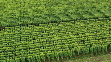 2026 Hop Garden Tours Open - Hogs Back Brewery