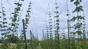 Hops in the hop garden
