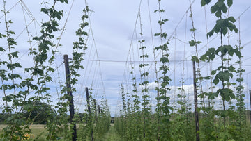 Hops in the hop garden