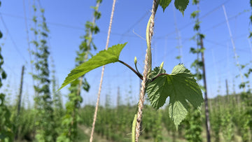 Pins showing on the hop plants