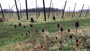 Teasles in the brewery hop garden
