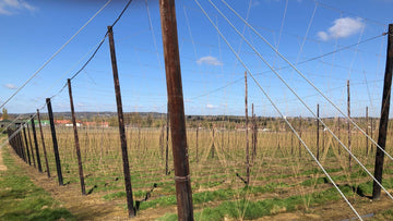 A Forest of Strings! - Hogs Back Brewery