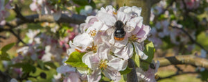 A sea of Apple Blossom - Hogs Back Brewery