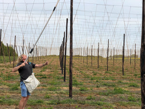 April in the Hop Garden - Hogs Back Brewery