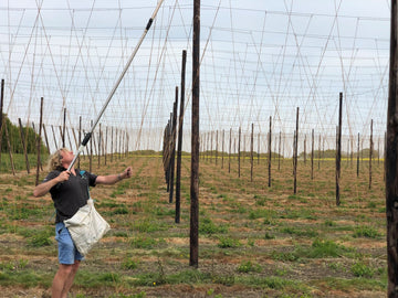 April in the Hop Garden - Hogs Back Brewery