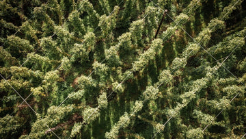 Award-winning Photographer captures hop harvest 2025 - Hogs Back Brewery