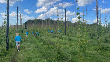 Beavers help in hop garden - Hogs Back Brewery