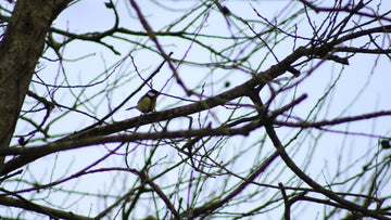 Big Garden Birdwatch - Hogs Back Brewery