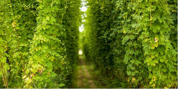 Book for Hop Garden Tour - Hogs Back Brewery