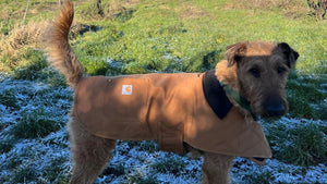 Brewery Dog Basil smartens up his act - Hogs Back Brewery