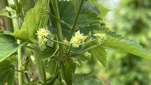 Burrs burst through in the Hop Garden - Hogs Back Brewery