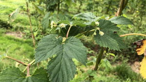 Burrs in the Hop Garden - Hogs Back Brewery