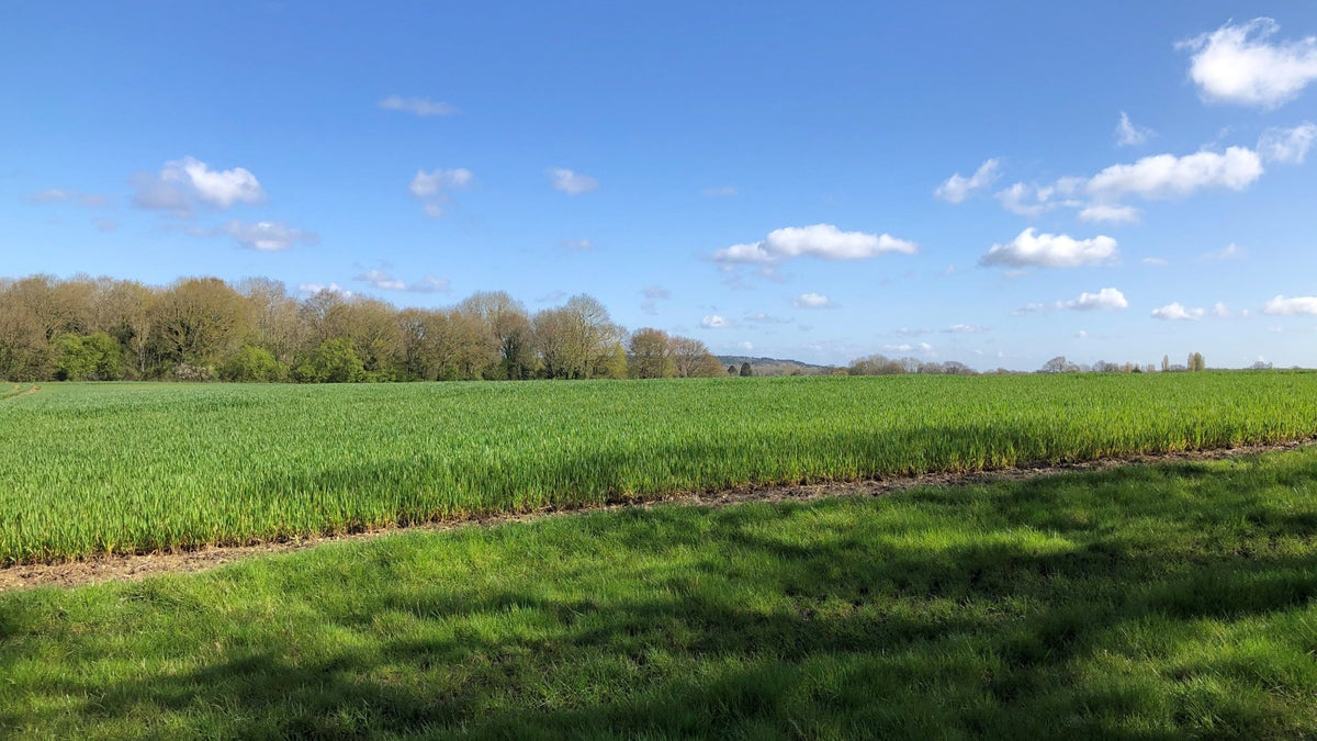 Can you help protect the Hogs Back? – Hogs Back Brewery