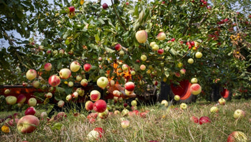 Earliest ever Thatchers cider apple harvest - Hogs Back Brewery