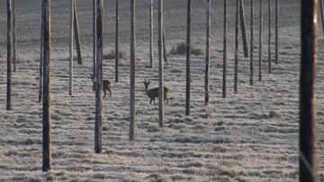 Early Morning Visitors - Hogs Back Brewery