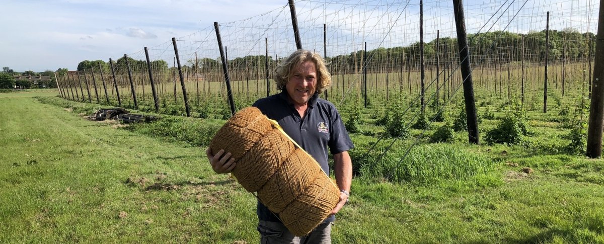 Stringing finishes in the Hop Garden – Hogs Back Brewery