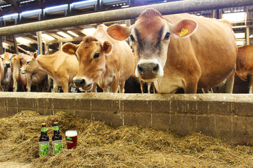 Farmer Mike and his Jersey Cows! - Hogs Back Brewery