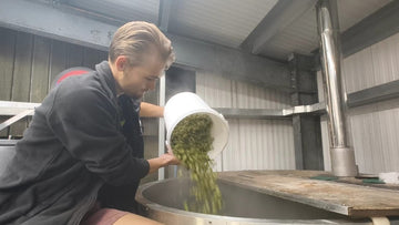 Green Light for Green TEA 2025! - Hogs Back Brewery