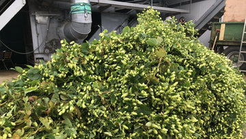 Harvest 2025 going swimmingly - Hogs Back Brewery