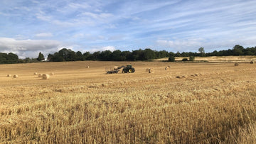 Harvesting the field next door - Hogs Back Brewery 