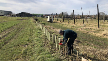 Hedge Planting - Hogs Back Brewery