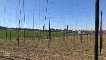 Help out in the Hop Garden - Hogs Back Brewery