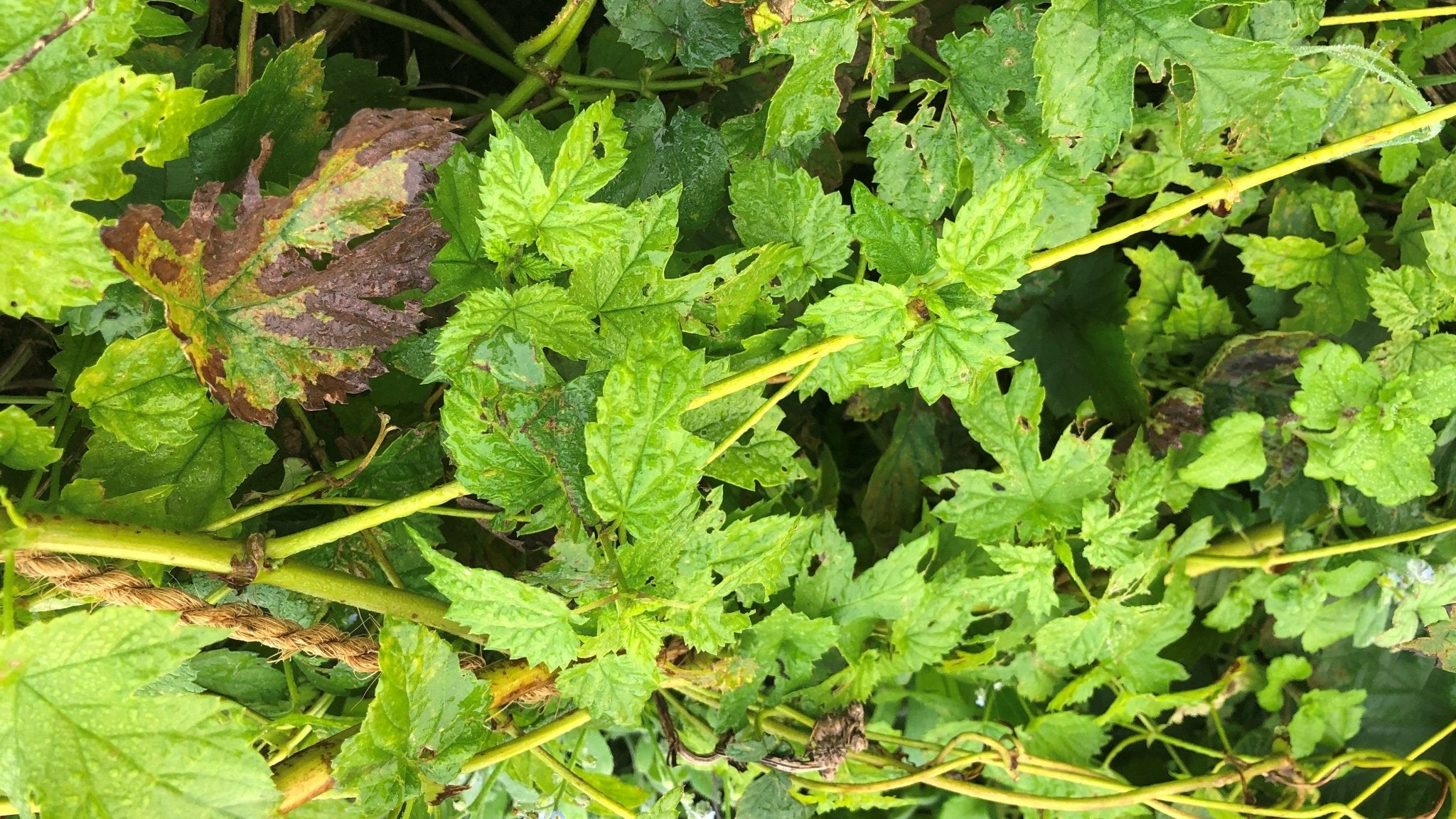Hop Dressing Help with Hop Dressing – Hogs Back Brewery