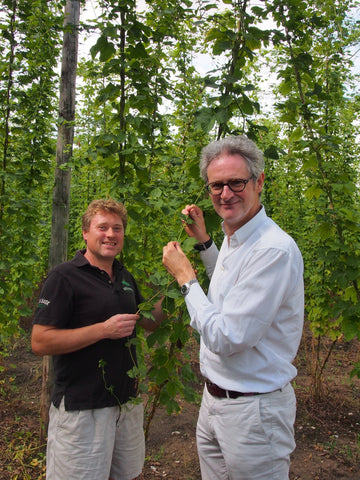 High Hopes for our Hop Harvest - Hogs Back Brewery