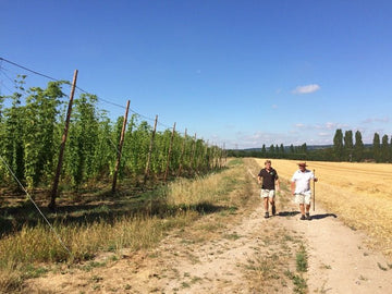 Hogs Back prepares for fourth and final harvest on current site with new garden to double hop yield - Hogs Back Brewery