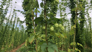 Hop Cones Coming On - Hogs Back Brewery 