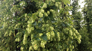 Hop Confetti & Home-Brew Hops - Hogs Back Brewery