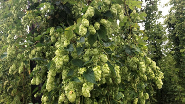 Hop Confetti & Home-Brew Hops - Hogs Back Brewery