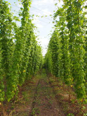 Hop Garden blog: Hops looking good and looking to the future - Hogs Back Brewery