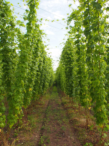 Hop Garden blog: Hops looking good and looking to the future - Hogs Back Brewery