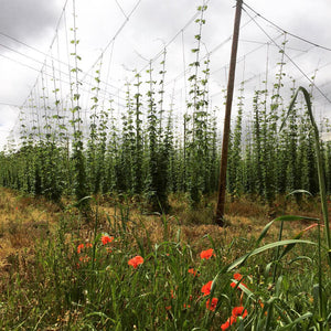 Hop Garden blog: making the most of the dry weather - Hogs Back Brewery