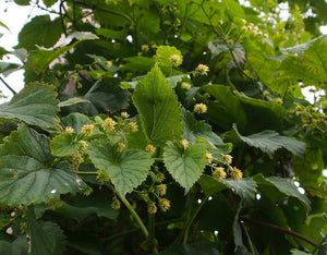 Hop garden blog: Pins turn to burrs overnight! - Hogs Back Brewery