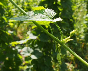 Hop Garden Blog: The First Signs of Hops Appear - Hogs Back Brewery