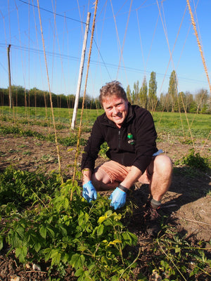 Hop garden blog: The hop plants are well and truly awake! - Hogs Back Brewery