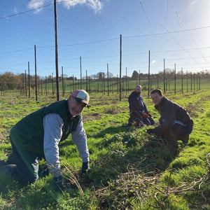 Hop garden getting ready for winter - Hogs Back Brewery