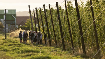 Hop Garden Open Evening 2025 gets the thumbs up - Hogs Back Brewery