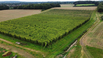 Hop Garden Tour Booking Opens - Hogs Back Brewery