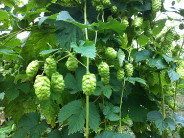 Hop harvest ahead - Hogs Back Brewery