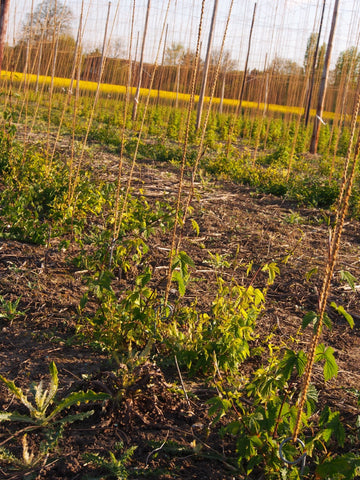 Hop shoots aplenty for the Tongham TEA Club - Hogs Back Brewery