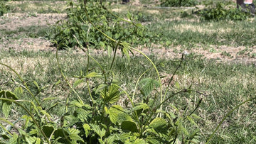 Hop shoots go wild! - Hogs Back Brewery