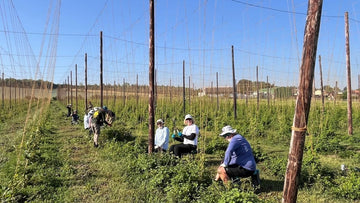 Hoppers feel the heat - Hogs Back Brewery