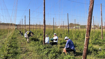 Hoppers feel the heat - Hogs Back Brewery