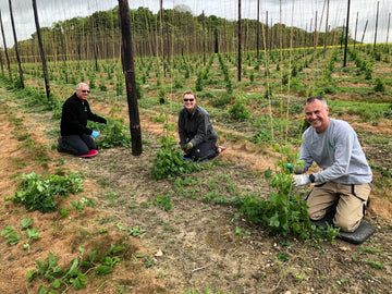 Hoppers to the rescue! - Hogs Back Brewery