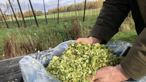 Hops enter CIBD competition 2025 - Hogs Back Brewery