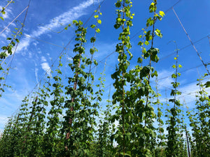 Hops Hit the Heights - Hogs Back Brewery
